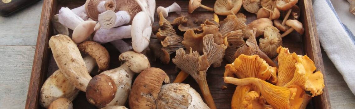 CHAMPIGNONS 1140X350 | Hôtel Restaurant Klein Quelle est la place des champignons dans la cuisine alsacienne ? Guebwiller