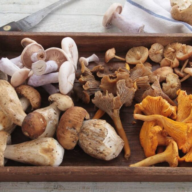 Quelle est la place des champignons dans la cuisine alsacienne ? Guebwiller