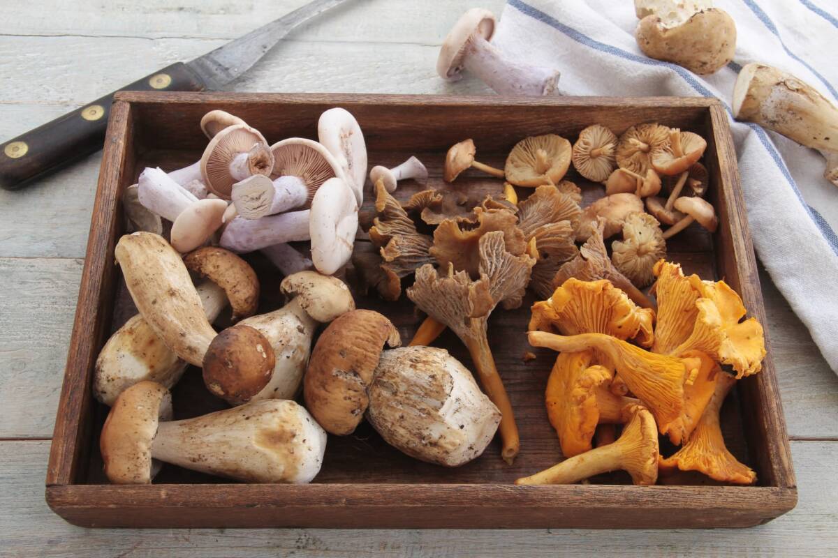 CHAMPIGNONS | Hôtel Restaurant Klein Quelle est la place des champignons dans la cuisine alsacienne ? Guebwiller